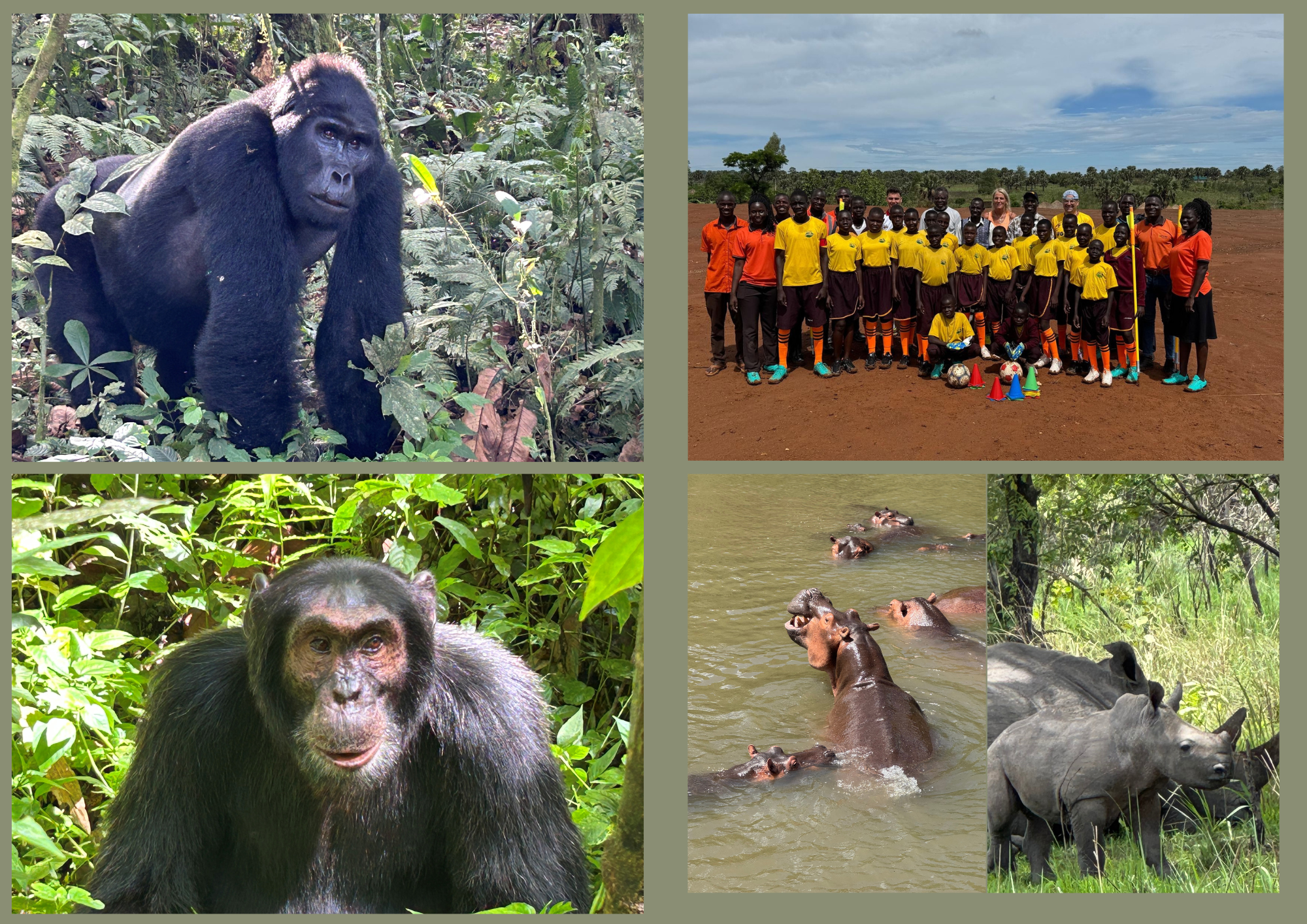 Ein Gorilla links oben, ein Schimpanse links unten, ein Schülerfußballteam rechts oben und Flusspferde mit Nashörnern im Wasser rechts unten.