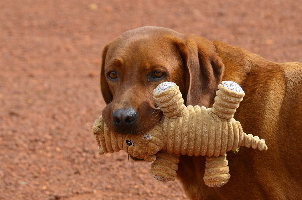 Ein brauner Hund mit einem Stofftier im Maul auf einem roten Untergrund, schaut ruhig.