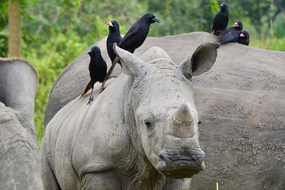 Ein Nashorn mit ernster Miene, begleitet von schwarzen Vögeln auf dem Rücken, in grüner Umgebung.