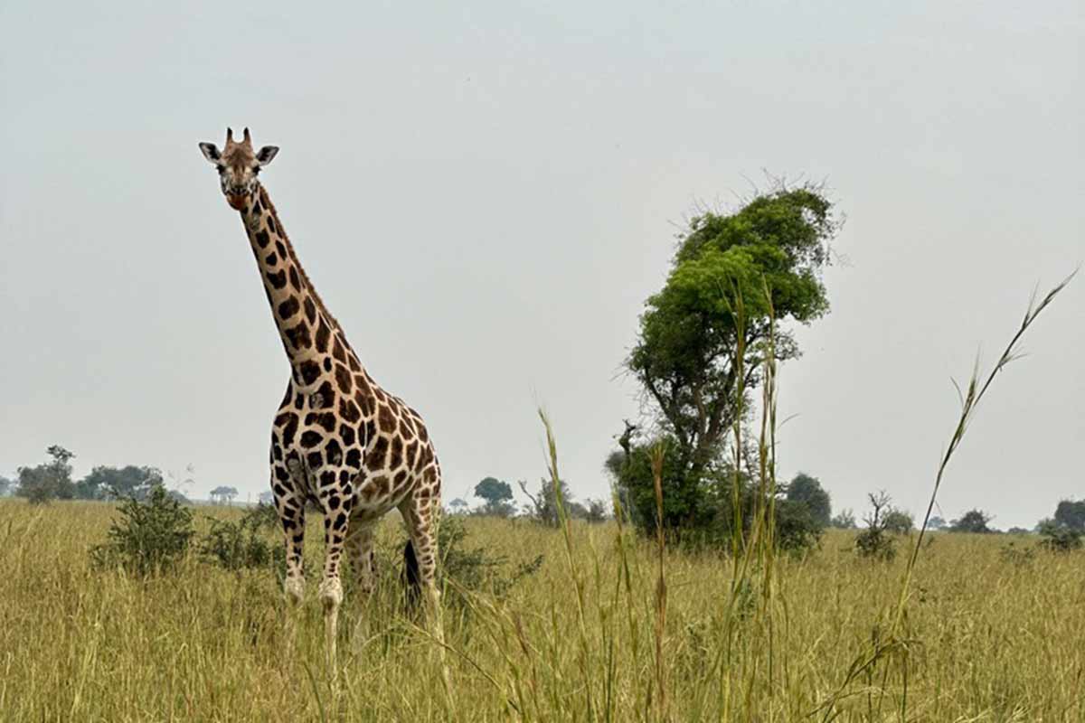 Eine Giraffe steht im Gras einer weiten Savanne. Im Hintergrund sind Bäume und ein bewölkter Himmel.