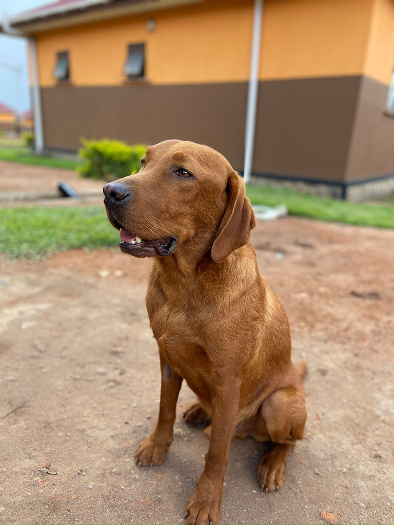 Ein glücklicher, brauner Hund sitzt vor einem orange-braunen Gebäude im Freien.