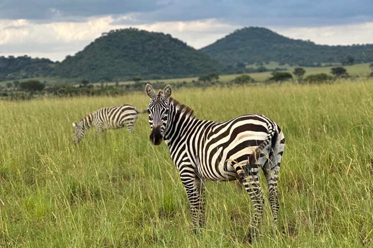 Zebras auf einer grünen Wiese mit zwei Hügeln im Hintergrund unter wolkigem Himmel.