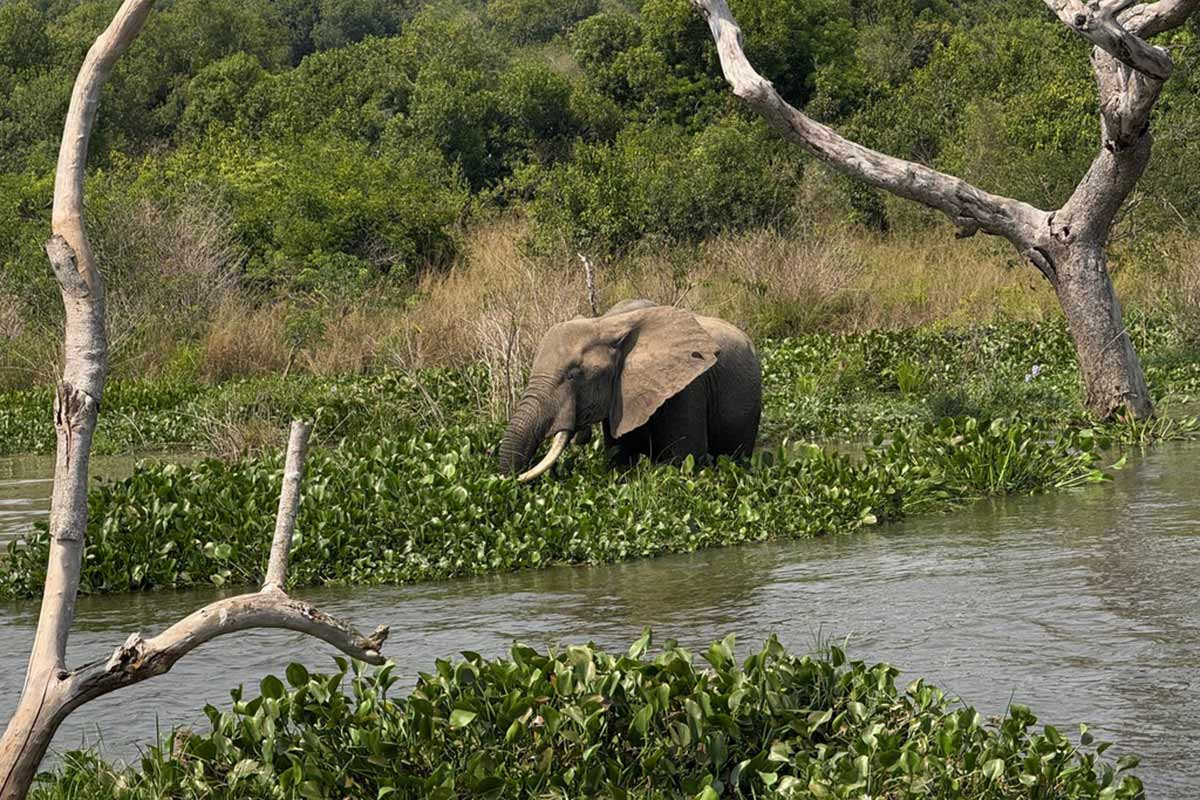 Ein Elefant mit Stoßzähnen steht ruhig im Wasser, umgeben von grüner Vegetation und Bäumen.